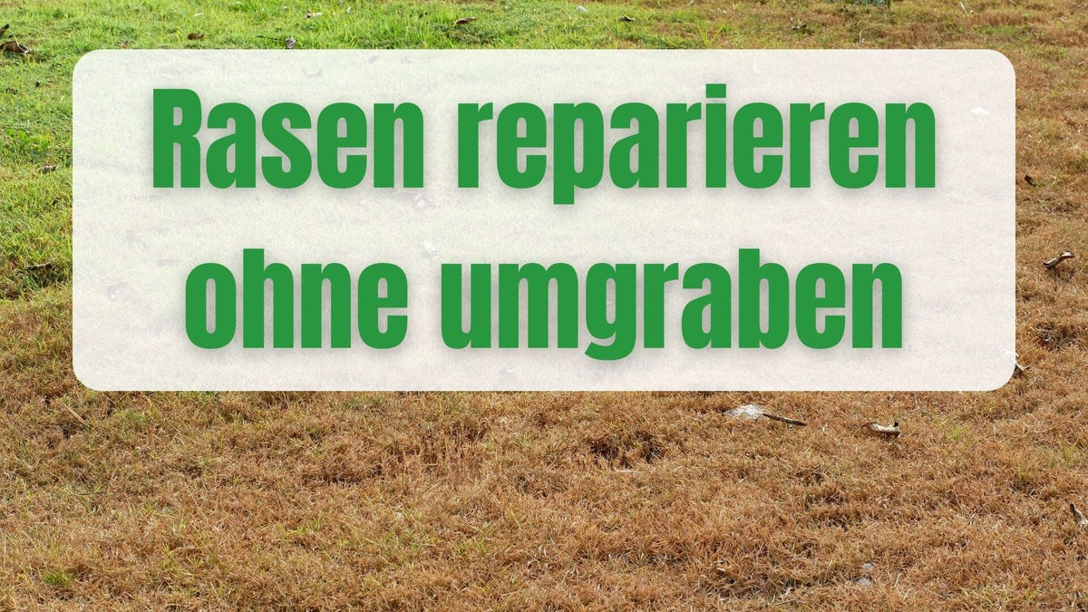 Repair lawn without digging